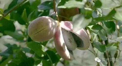 吃八月瓜到底吃哪,究竟哪部分才是美味佳肴？